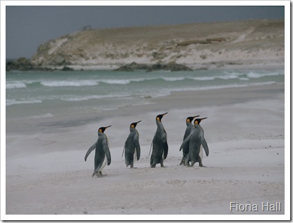 Penguins on the Beach in Antarctica