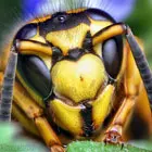 The Secret of Successful Macro Photography The Secret of Successful Macro Photography