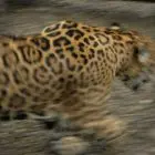 10 Tips to Improve Your Wildlife Photography 10 Tips to Improve Your Wildlife Photography
