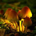 31 Enchanting Photos of Mushrooms 31 Enchanting Photos of Mushrooms