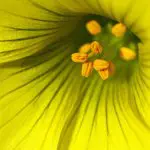 27 Bright and Colourful Macro Flower Photographs 27 Bright and Colourful Macro Flower Photographs