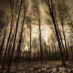 38 Magical Forest Photographs 38 Magical Forest Photographs