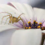 Case Study: Macro Daisies on the Cheap Case Study: Macro Daisies on the Cheap