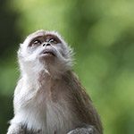 Monkey Business: How to Photograph Monkeys Monkey Business: How to Photograph Monkeys