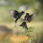 Why Birds Are a Photography Favourite Why Birds Are a Photography Favourite