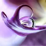 Focus Stacking in Photoshop: How to Get Pin Sharp Macro Shots Focus Stacking in Photoshop: How to Get Pin Sharp Macro Shots