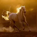 33 Magnificent Photographs of Horses 33 Magnificent Photographs of Horses