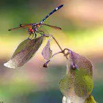 35 Amazing and Colourful Photographs of Dragonflies 35 Amazing and Colourful Photographs of Dragonflies