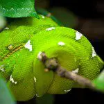 23 Fantastic and Colourful Photographs of Snakes 23 Fantastic and Colourful Photographs of Snakes