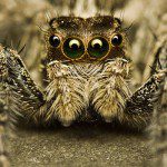 31 Photographs of Spiders That Will Make Your Skin Crawl 31 Photographs of Spiders That Will Make Your Skin Crawl