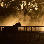 Morning in the Country and Light Stalking’s Best for the Last 7 Days Morning in the Country and Light Stalking’s Best for the Last 7 Days