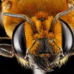 14 Useful Macro Bug Photography Tutorials and Resources 14 Useful Macro Bug Photography Tutorials and Resources
