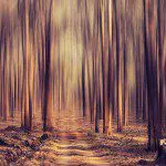 Forest Dream by VinothChandar on Flickr
