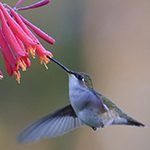 Ruby Throated Hummingbird Ruby Throated Hummingbird