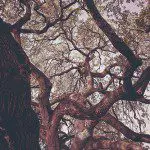 How to Effectively Combine Aperture and Shutter Speed How to Effectively Combine Aperture and Shutter Speed