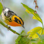 Bird Photography at Magee Marsh, The Warbler Capital of the World Bird Photography at Magee Marsh, The Warbler Capital of the World