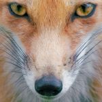 15 Magical Photographs of Foxes 15 Magical Photographs of Foxes