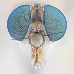4 Macro Photography Tips to Inspire the Contortionist in You 4 Macro Photography Tips to Inspire the Contortionist in You