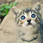 How to Photograph Pets: 16 Tips to Capture the Perfect Shot How to Photograph Pets: 16 Tips to Capture the Perfect Shot