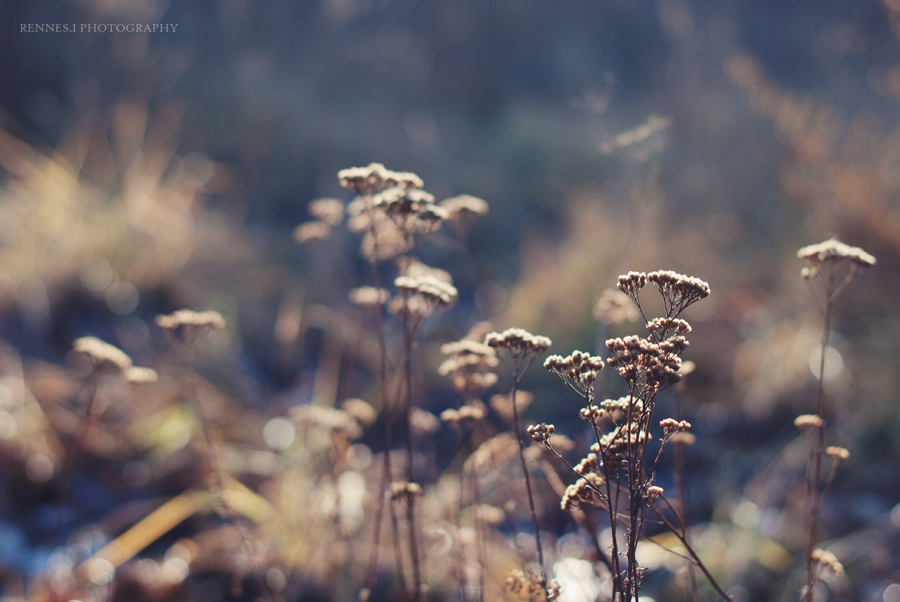 365/52 Project: Why Daily/Weekly Photo Projects are Good for Your Photography