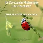 It's Spectacular Photography Links You Want- This Is Your Lucky Day.
