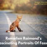 Portraits Of Foxes