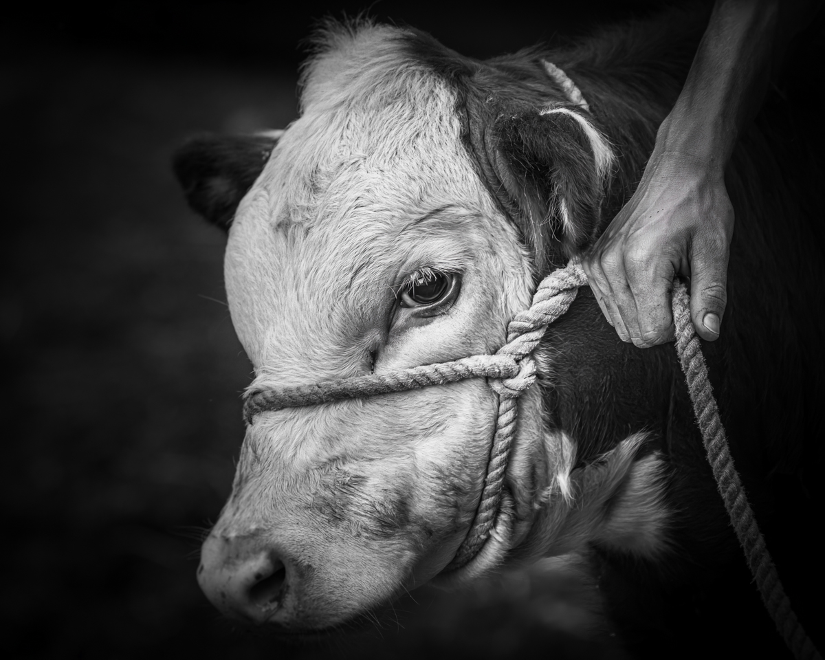 cow in black and white