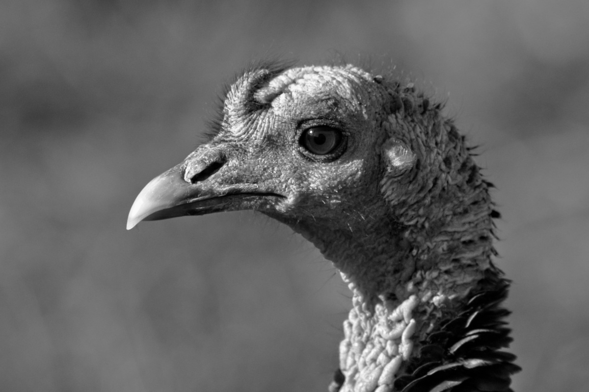 turkey portrait monochrome