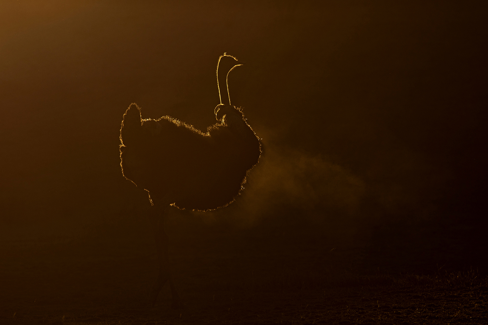 ostrich silhouette