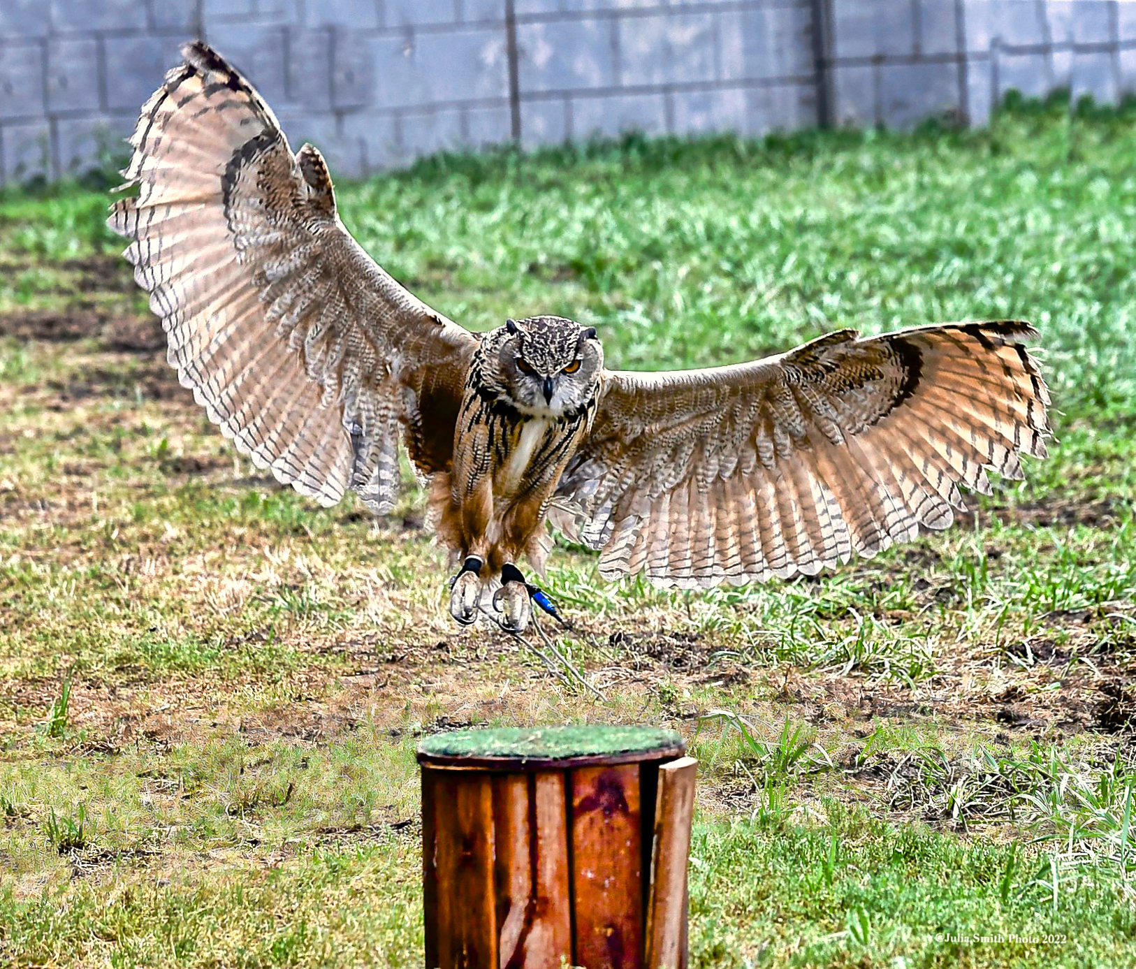 owl with spread wings