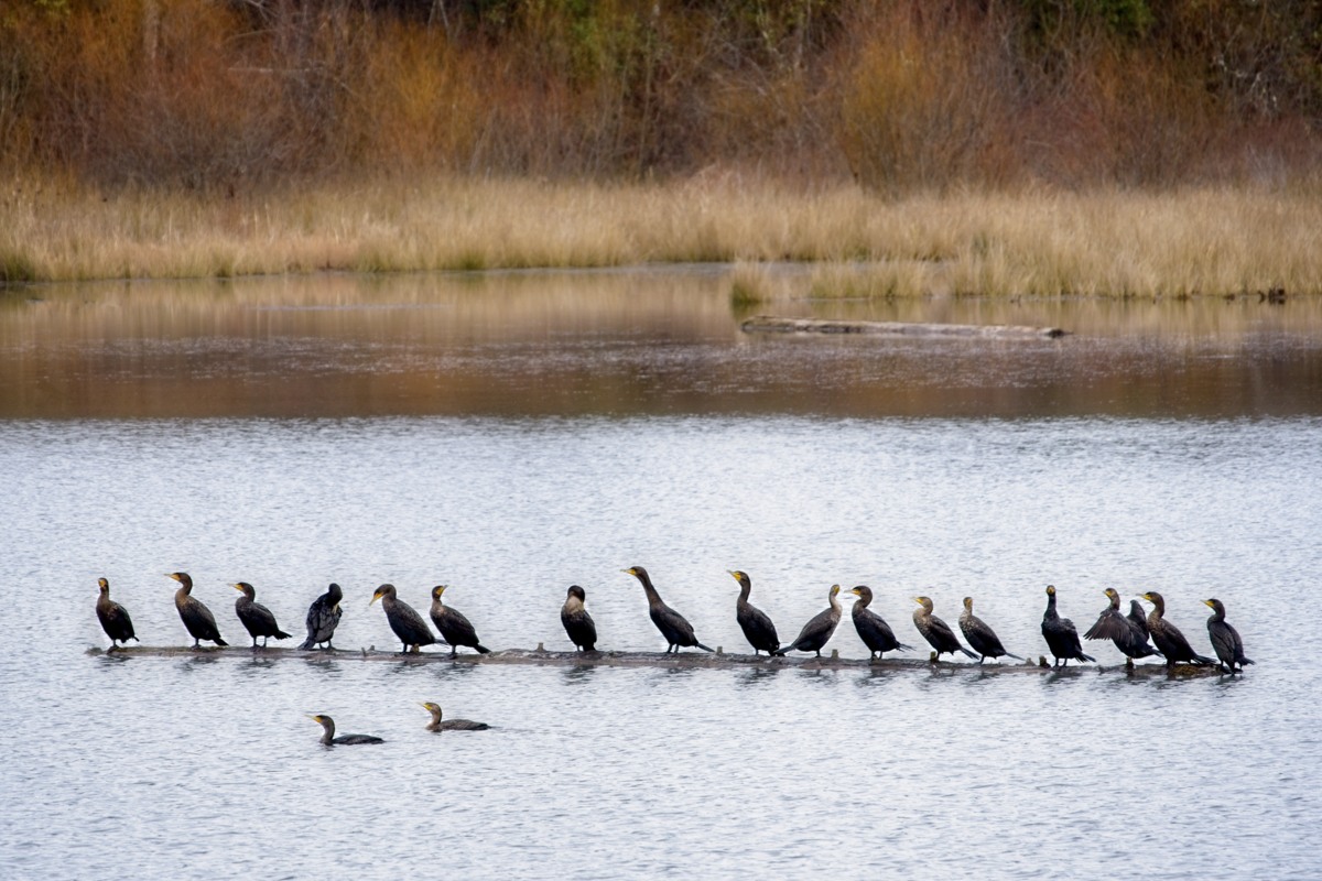 cormorants lined up