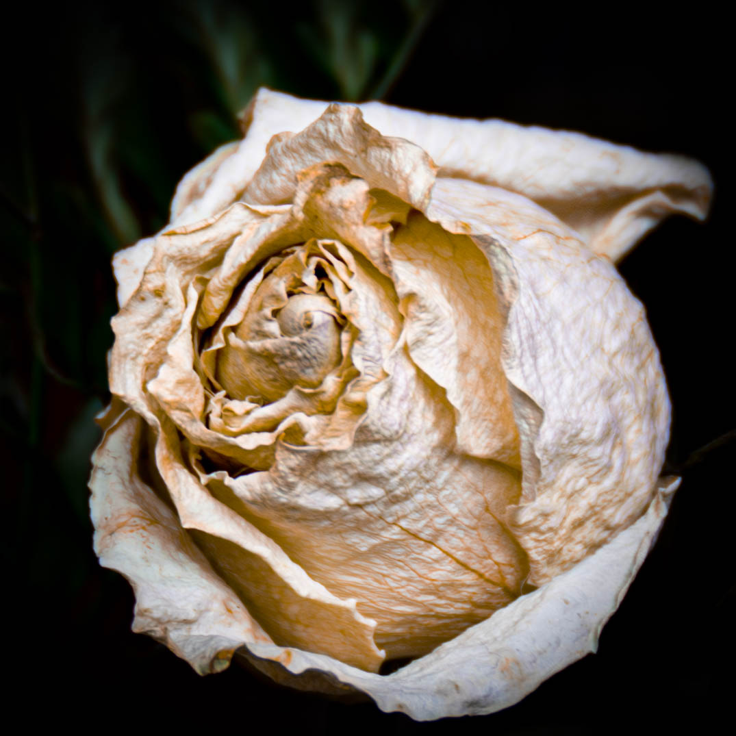 dying rose