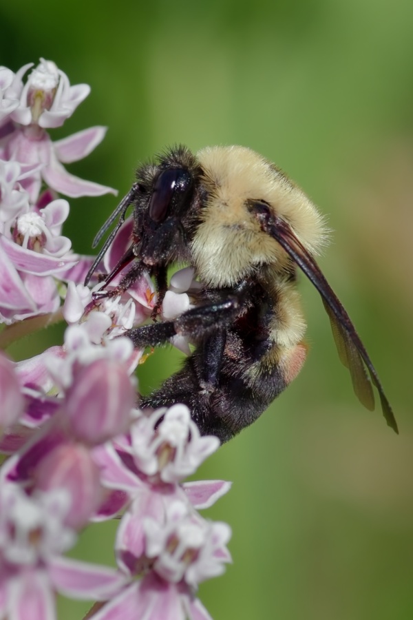 bee on a flower