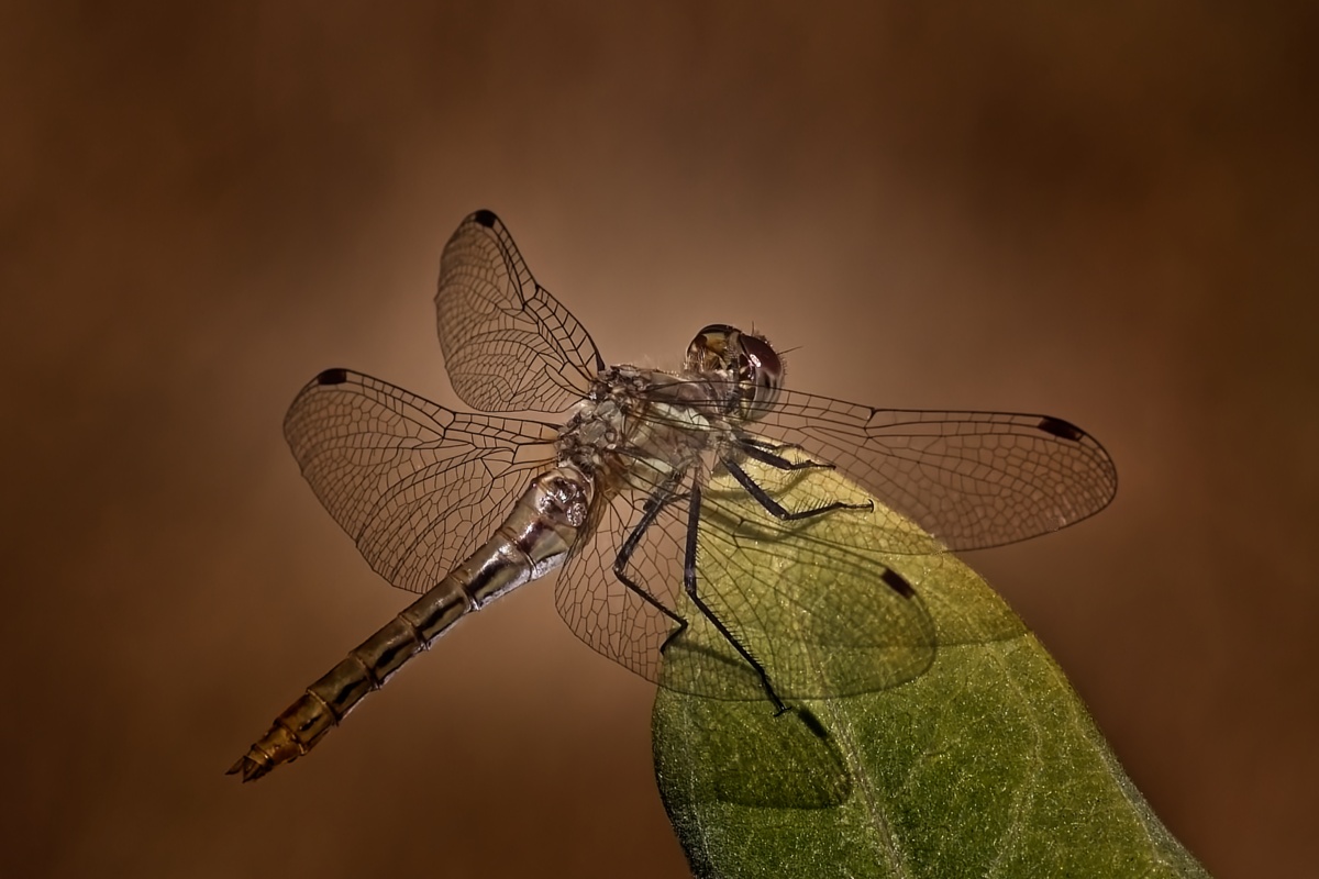 dragonfly closeup