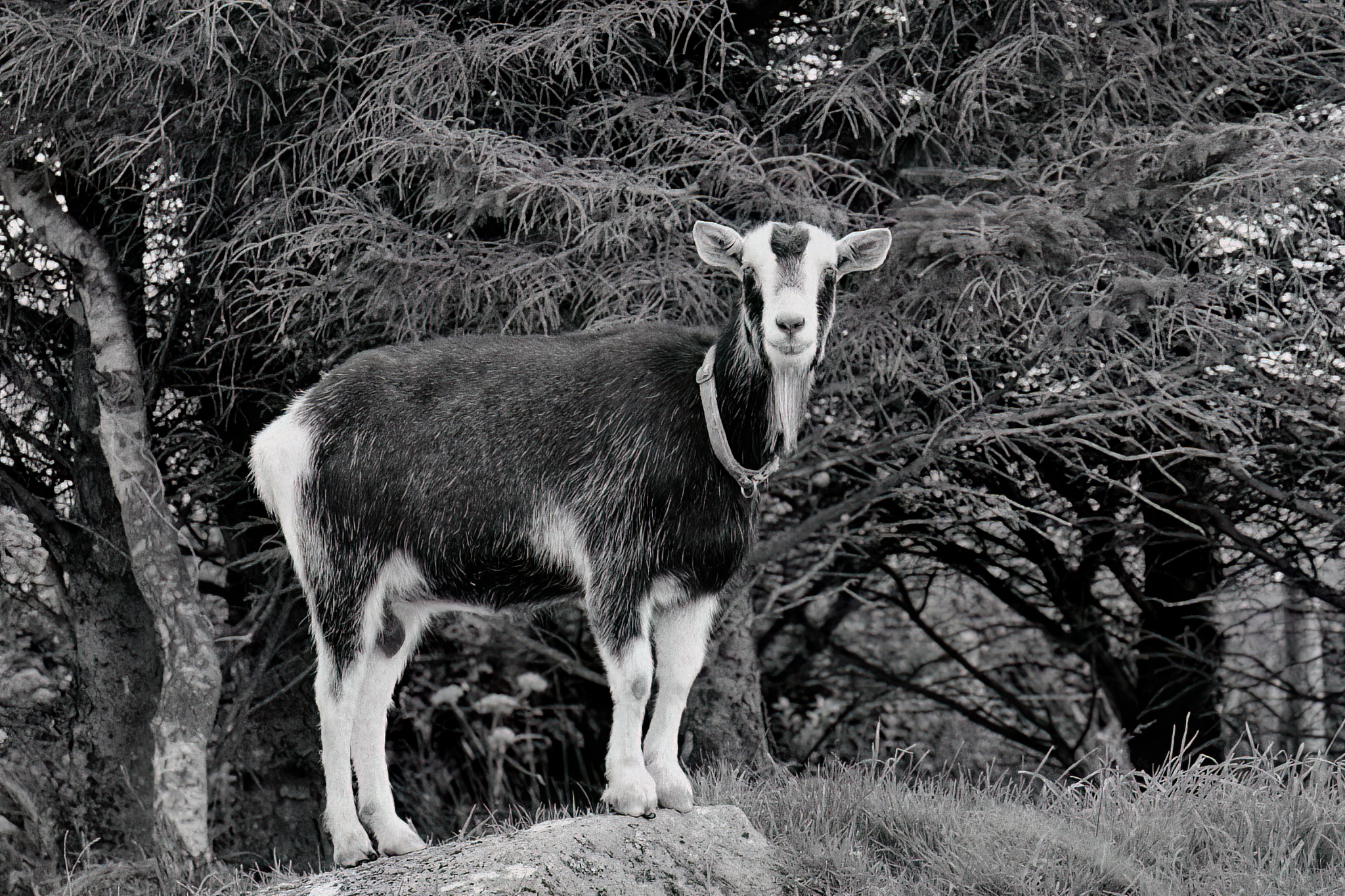 goat in black and white