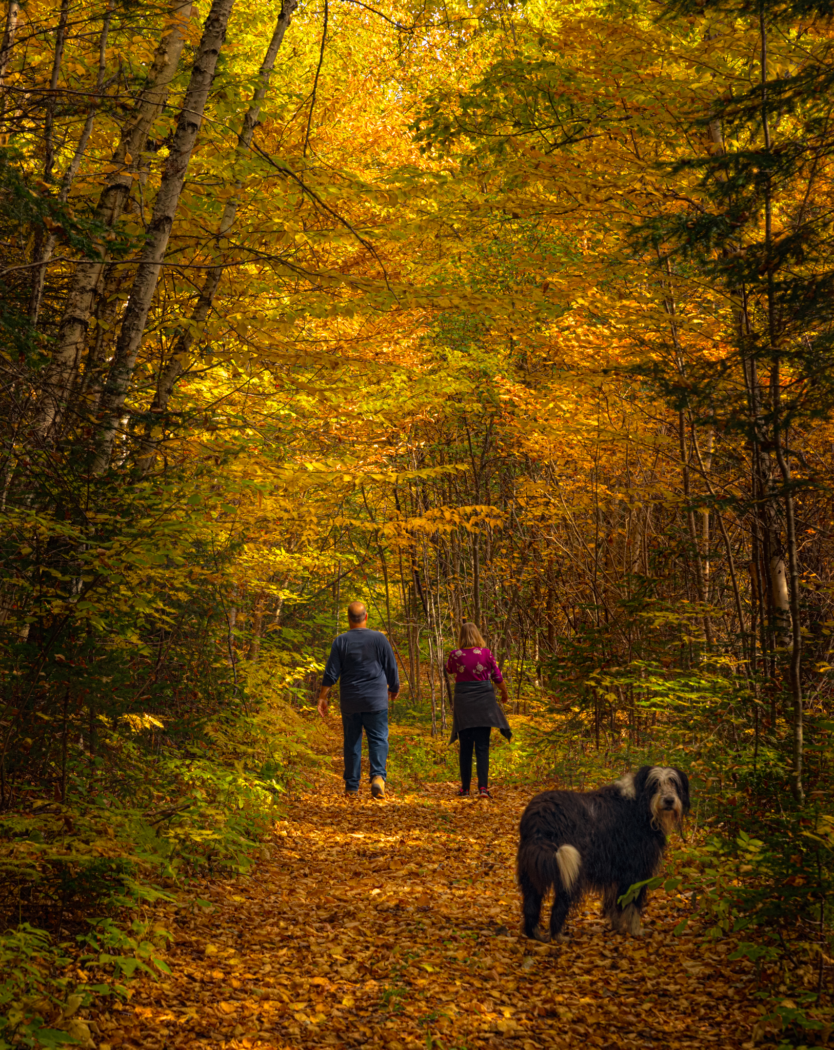 autumn walk in the forest