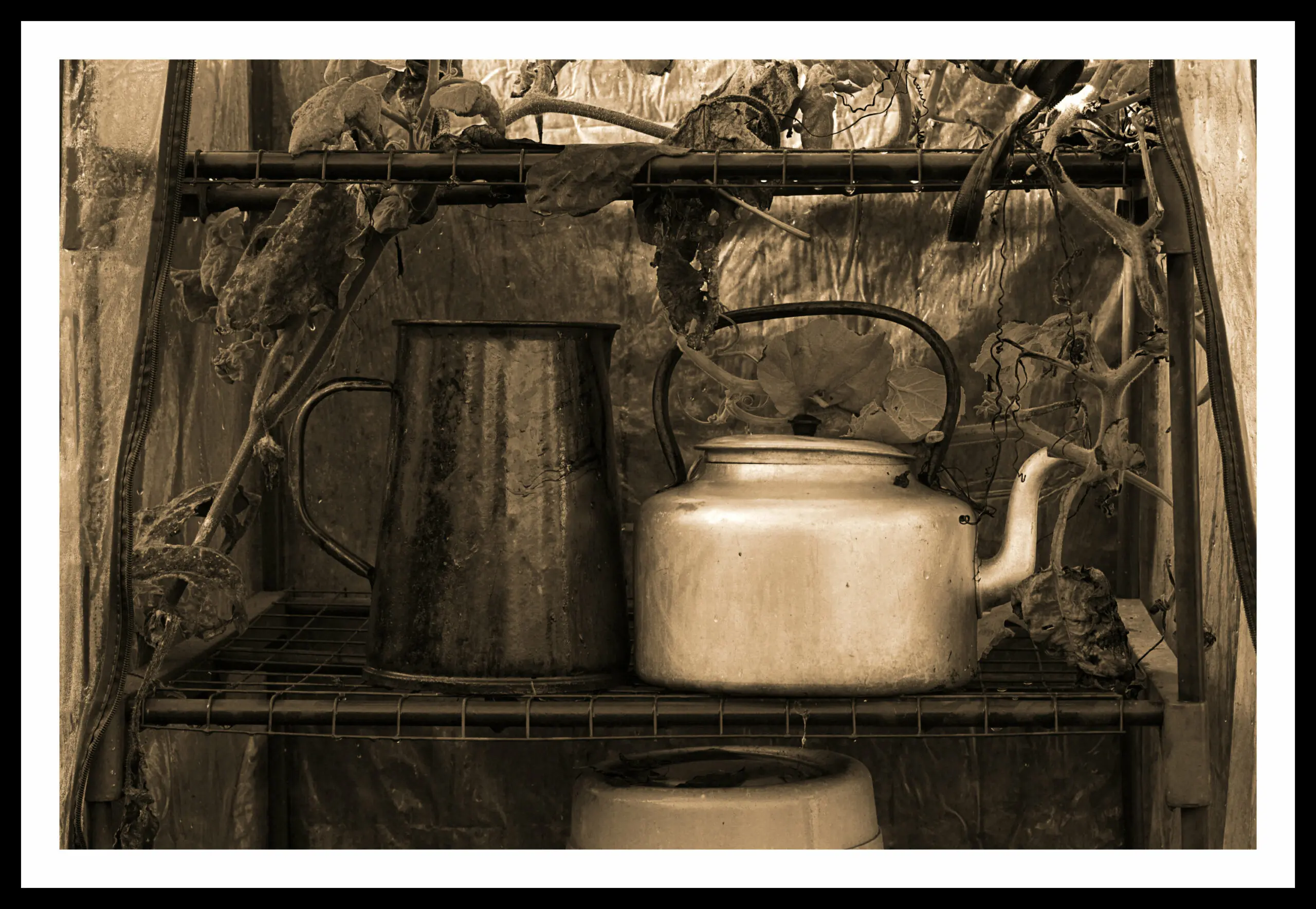 sepia still life