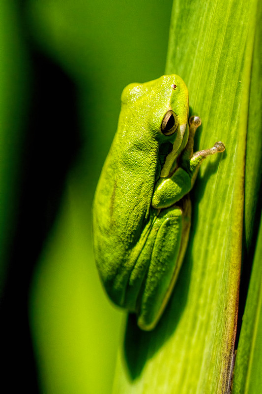 tiny green frog