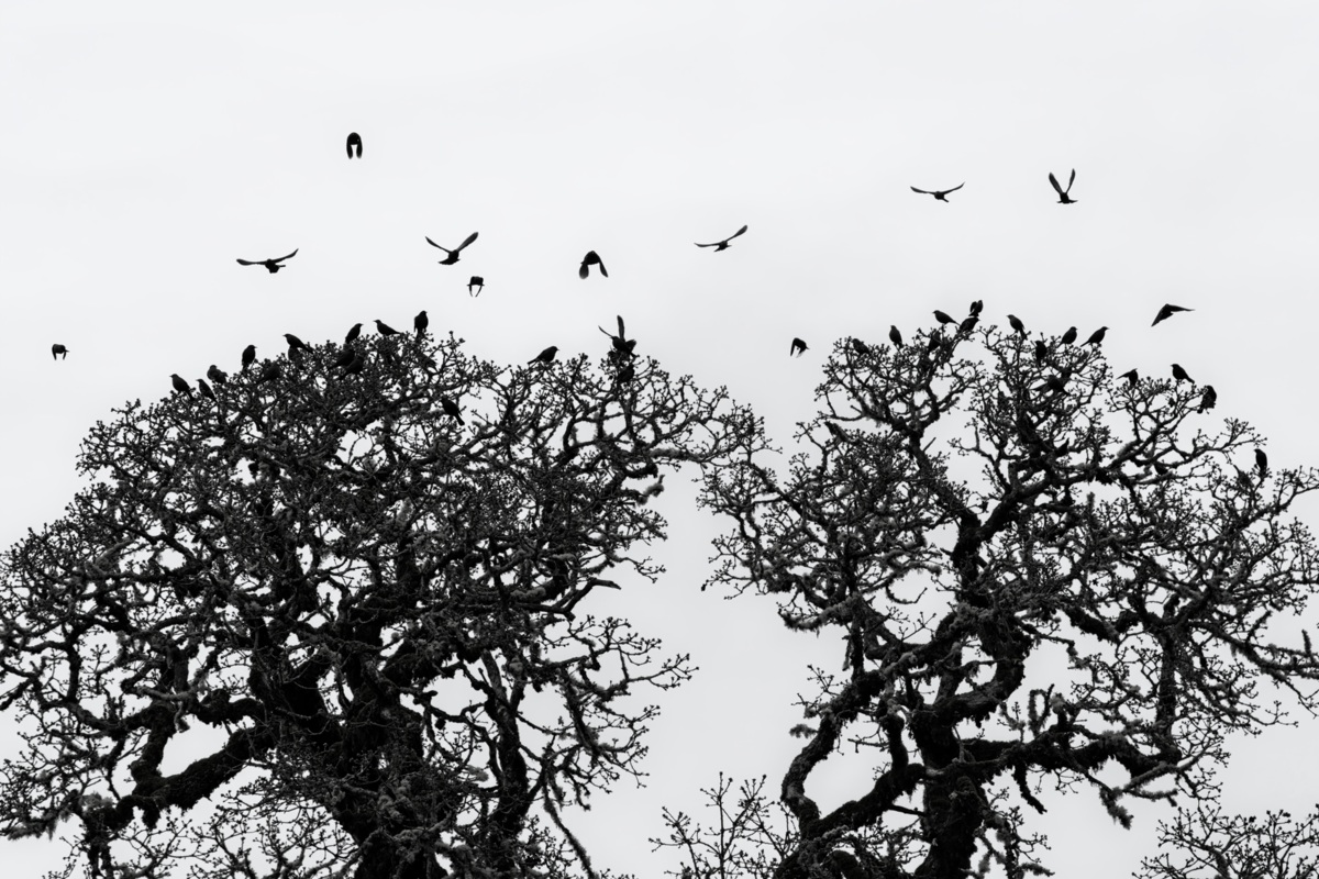 blackbirds flock black and white