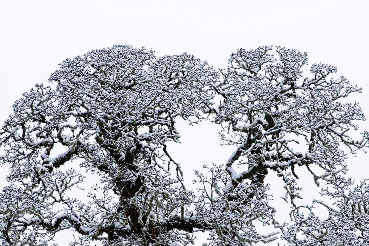 neighbor’s oak tree