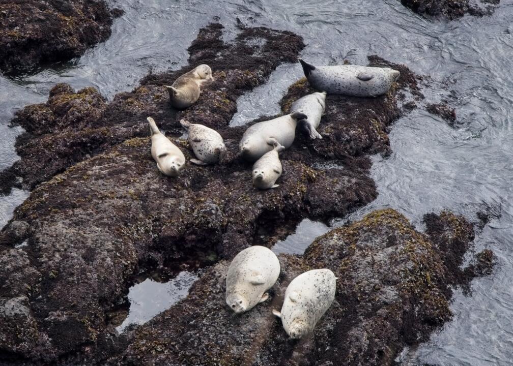 orca pod