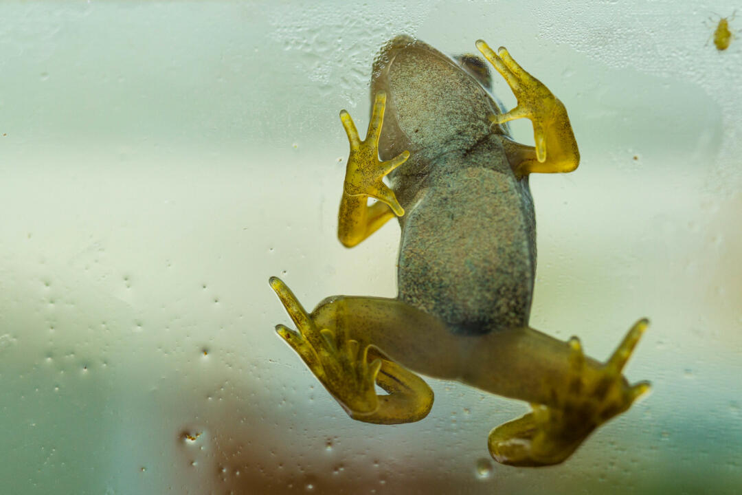 froglet closeup