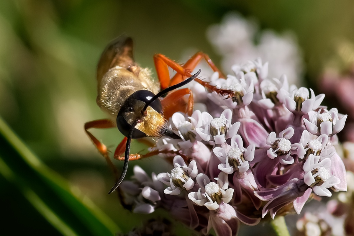 bee on a flower