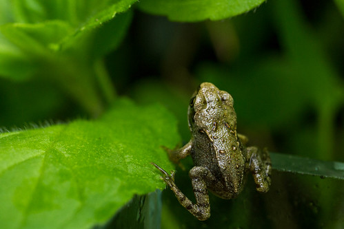 tiny frog