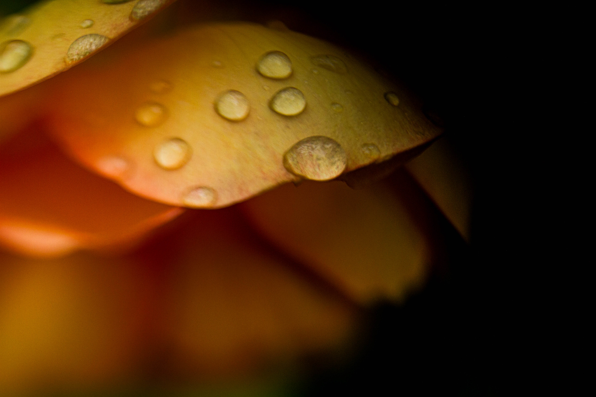 dew macro