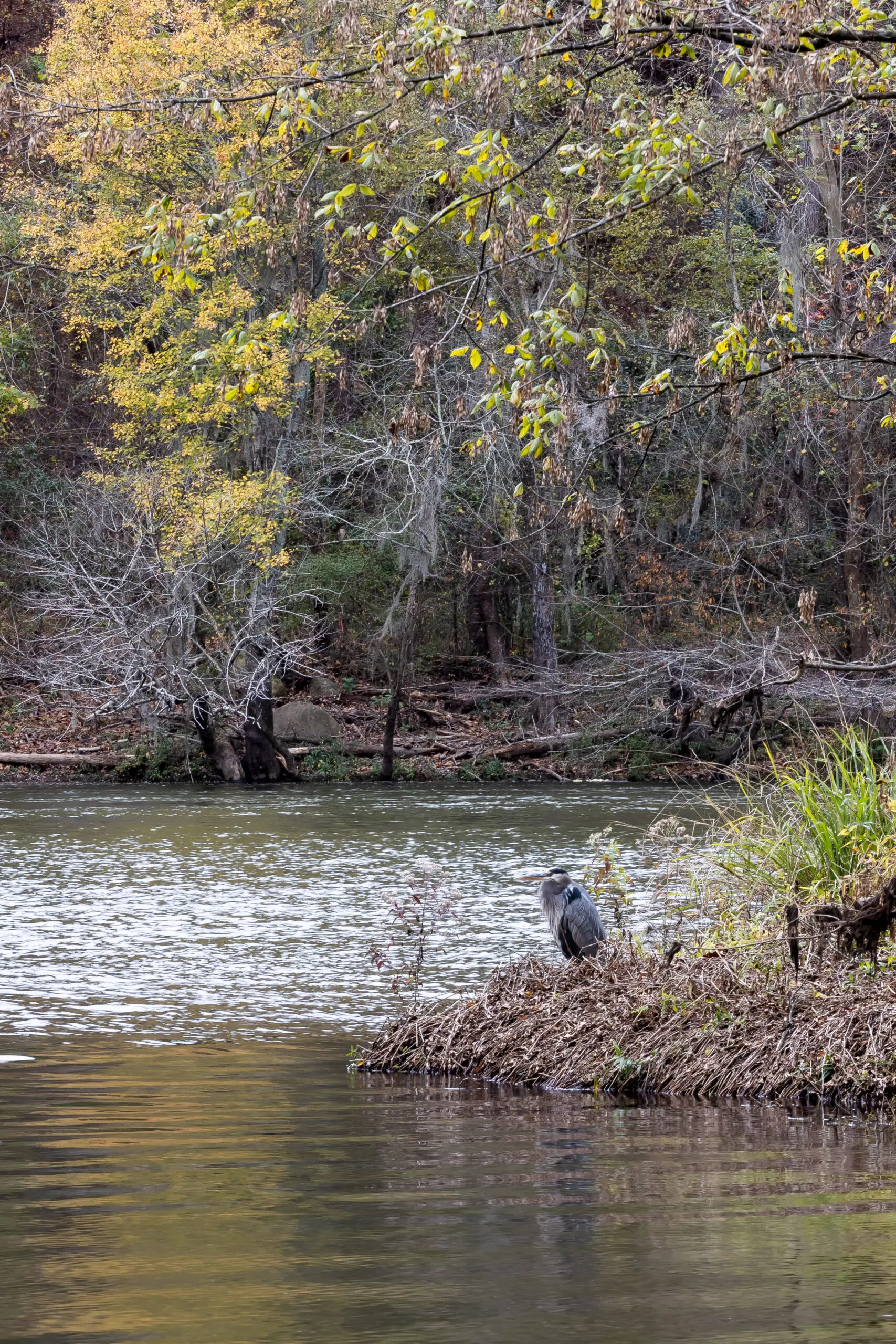 bird on a river