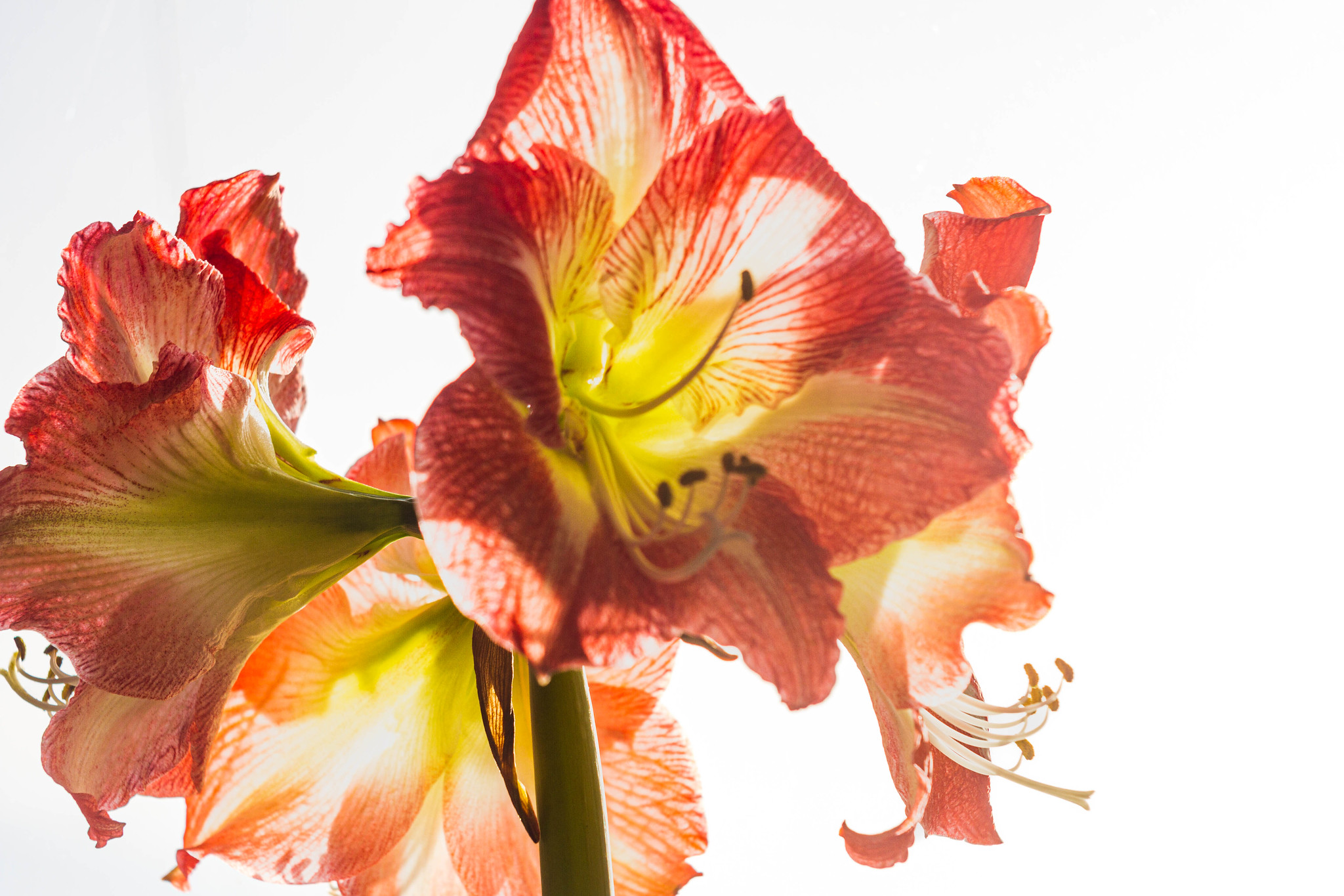 amaryllis flower