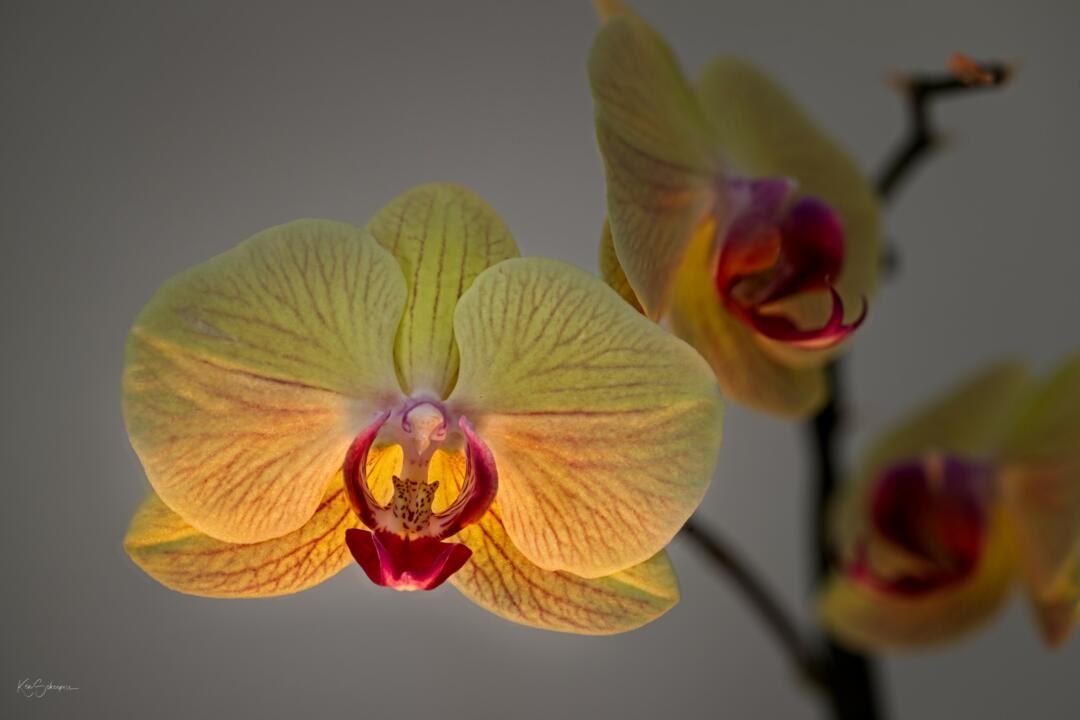 orchids focus stacking