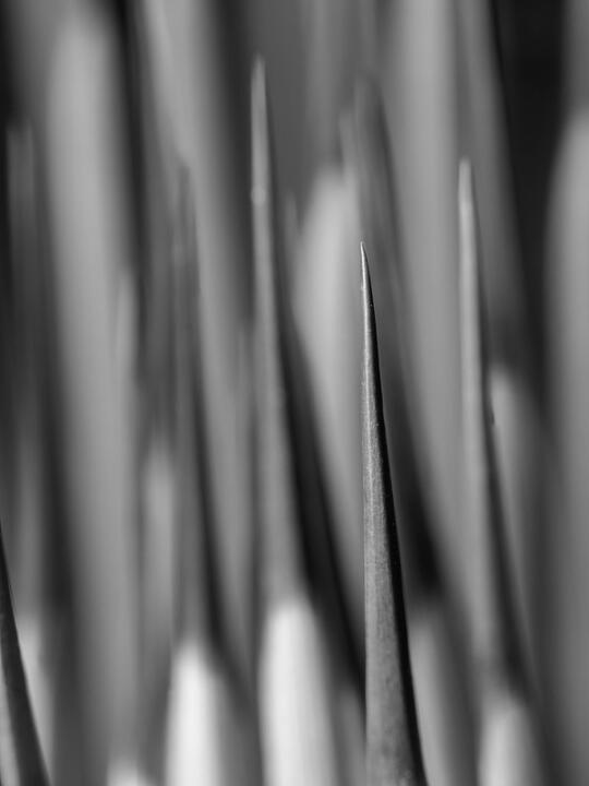 cactus needle macro