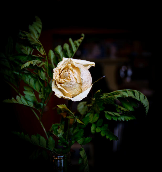 decaying rose